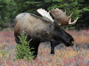 Denali National Park