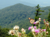 Shenandoah National Park