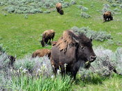 Yellowstone National Park