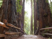 Muir Woods