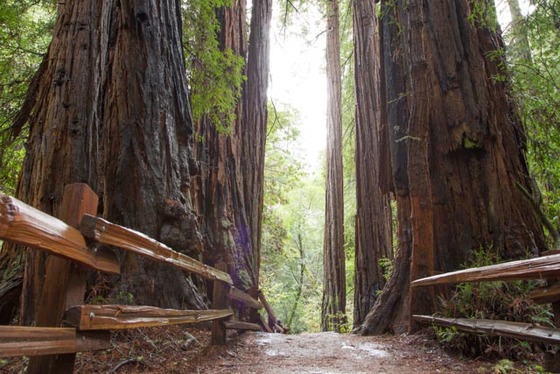 Muir Woods