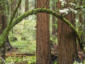 Muir Woods National Monument