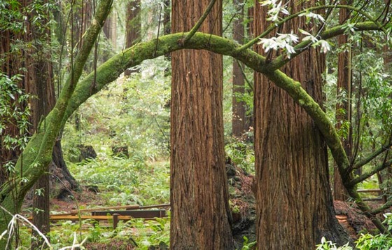Muir Woods National Monument