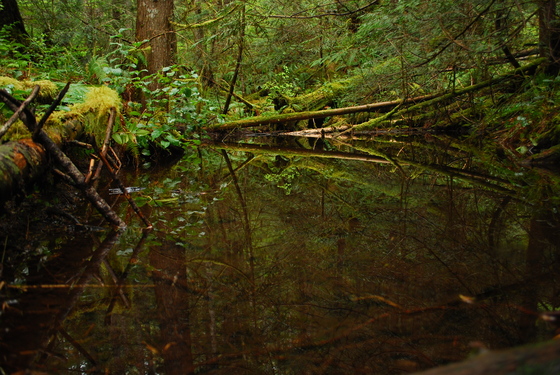Olympic National Park