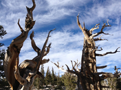 Great Basin National Park, Nevada
