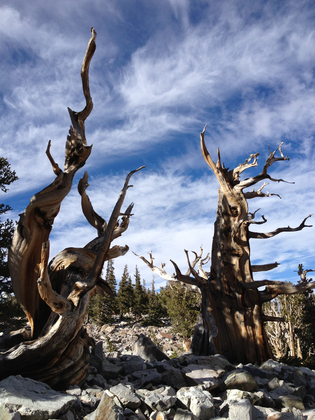 Great Basin National Park, Nevada