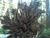 Redwood National Forrest