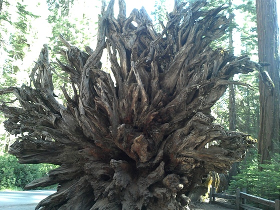 Redwood National Forrest