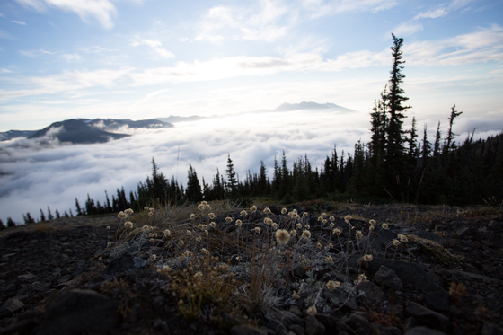 Mount Rainier National Park