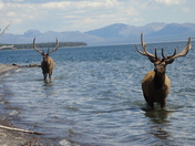Yellowstone National Park