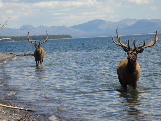 Yellowstone National Park