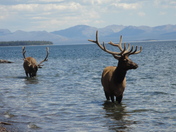 Yellowstone National Park