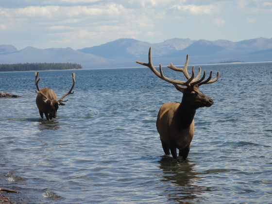 Yellowstone National Park