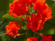 Virgin Islands National Park