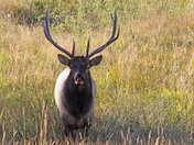 Yellowstone National Park