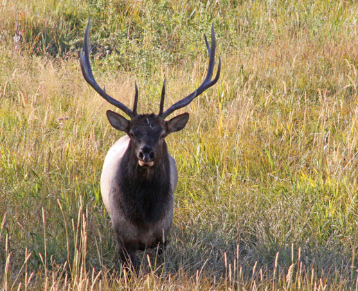 Yellowstone National Park