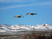 Bosque del Apache Wildlife Refuge