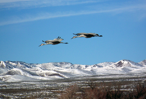 Bosque del Apache Wildlife Refuge