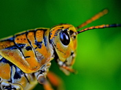 Everglades National Park