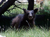 Apache-Sitgreaves National Forest