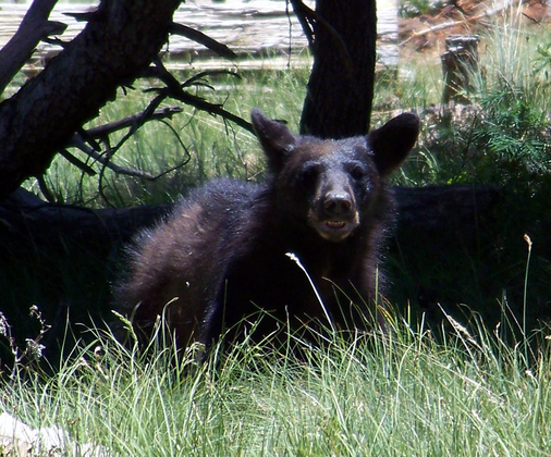 Apache-Sitgreaves National Forest