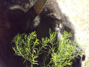 Chickasaw National Recreation Area