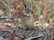 Tetons National Park