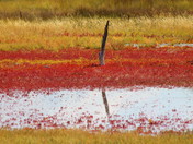 Bear River Bird Refuge