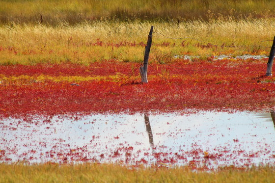 Bear River Bird Refuge