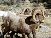 San Isabel National Forest