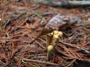 Boundry Water Canoe Area Wilderness