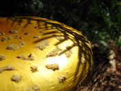 Boundry Water Canoe Area Wilderness