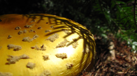 Boundry Water Canoe Area Wilderness