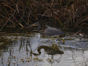 Loxahatchee Nat Wildlife Refuge