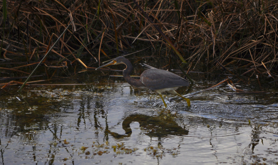 Loxahatchee Nat Wildlife Refuge