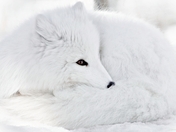 Arctic Fox
