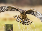 Ridgefield National Wildlife Refuge