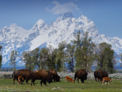Grand Teton National Park