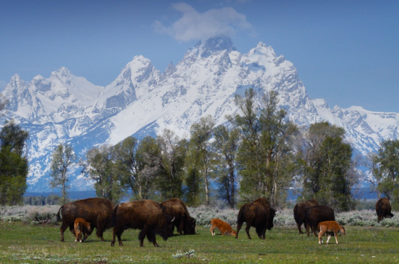 Grand Teton National Park