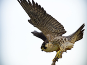 Ridgefield National Wildlife Refuge