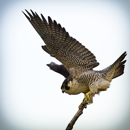 Ridgefield National Wildlife Refuge