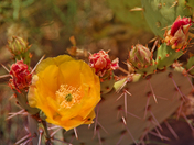Coronado National Forest