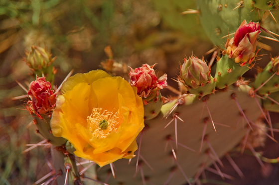 Coronado National Forest