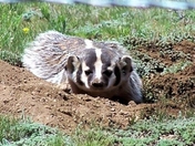 Pike National Forest