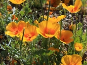 Saguaro National Park