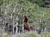 Glacier National Park