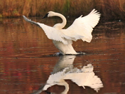 Tamarac Bational wildlife reguge