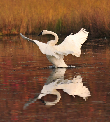 Tamarac Bational wildlife reguge