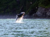 Kenai Fjords National Park