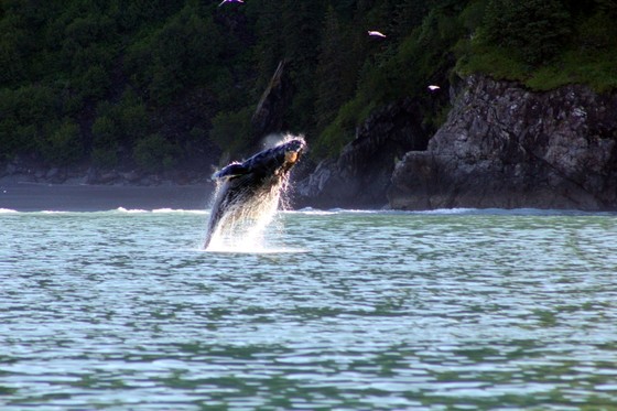 Kenai Fjords National Park